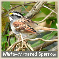 White-throated Sparrow
